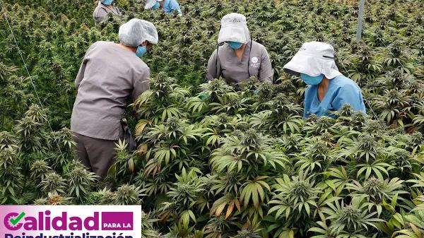 El Gobierno de Colombia dará cursos gratuitos para las pequeñas empresas de cannabis