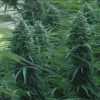 Plantas de cannabis