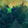 Tres Guardias Civiles heridos en una plantación de marihuana de Cádiz