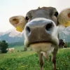 El gobierno federal de los EE.UU pretende saber si la leche de vaca que ha comido cáñamo tiene algún efecto psicoactivo.