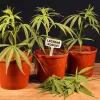 República Checa avanza con una ley para la industria del cannabis medicinal