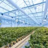 La empresa alicantina Medalchemy consigue el permiso para exportar cannabis