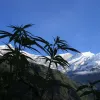 El debate sobre la regulación del cannabis llega al Parlamento de Nepal con el apoyo del ministro de Salud