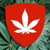 Suiza elaborará un proyecto de regulación integral del cannabis