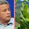 El nuevo titular de la administración sobre drogas de Perú apoya los cultivos tradicionales de hoja de coca