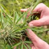 El Gobierno de Andorra presenta un informe favorable a la regulación del cannabis