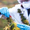 La DEA autoriza a dos empresas a cultivar cannabis para investigación federal por primera vez en 50 años