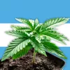 La Corte Suprema argentina decidirá sobre el derecho a autocultivar cannabis medicinal