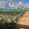 La policía incauta 20.000 plantas en invernaderos de Cádiz  