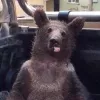 Guardabosques rescatan a un oso colocado con ‘miel loca’