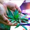 El cannabis de Soria apunta a Florida como destino