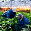 Ámsterdam también quiere una planta de producción de cannabis legal 