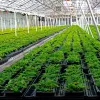 España ya permite el cultivo de marihuana a 21 empresas y entidades