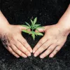 La Suprema Corte de Italia sentencia que el autocultivo de cannabis no es delito