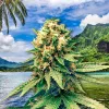 Polinesia Francesa anuncia la regulación del CBD, el cáñamo y el cannabis medicinal  