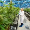 Países Bajos venderá sus primeras marihuanas producidas legalmente en diciembre
