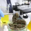 La DEA tiene menos cannabis ilegal para analizar conforme aumentan las legalizaciones