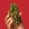 Marruecos cosecha las primeras plantaciones de cannabis legal 