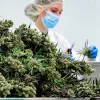 Países Bajos empezará a vender cannabis cultivado legalmente este viernes