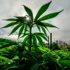 Ghana regula la producción de cannabis de uso industrial