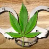 Minnesota liberará a 66 mil personas condenadas por tenencia de cannabis