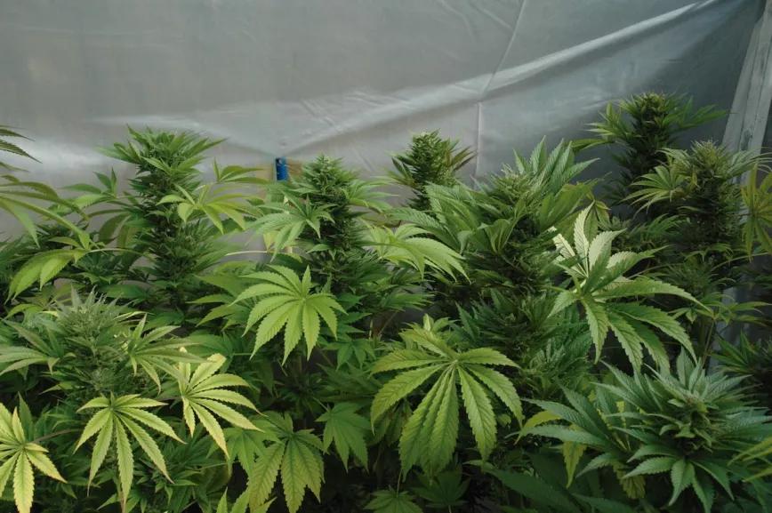 Plantación de marihuana acabando de florecer.