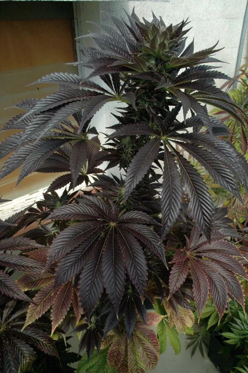 Planta de marihuana con tonos morados con el frío.
