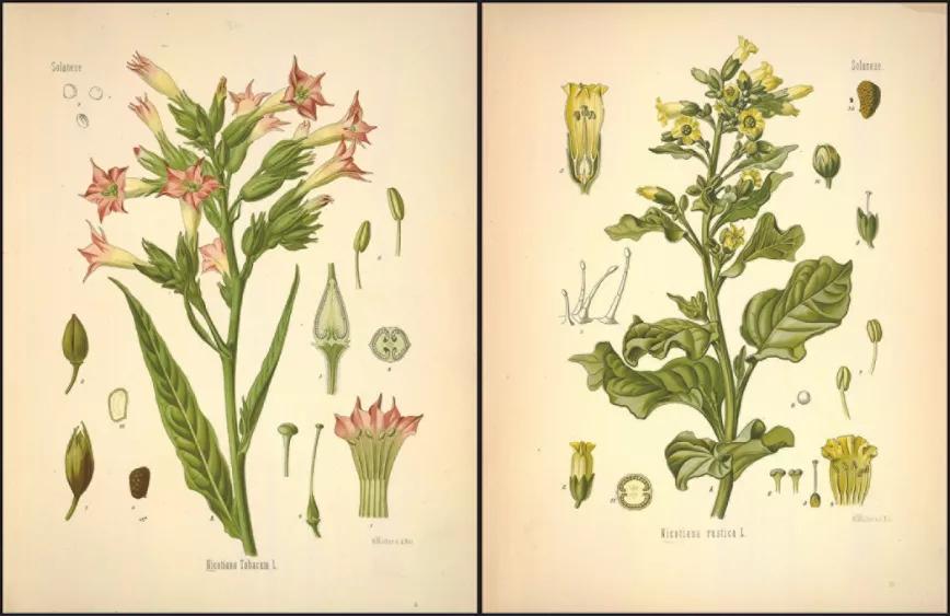 Ilustraciones de las plantas Nicotiana tabacum (izqda.) y Nicotiana rustica (drcha.)