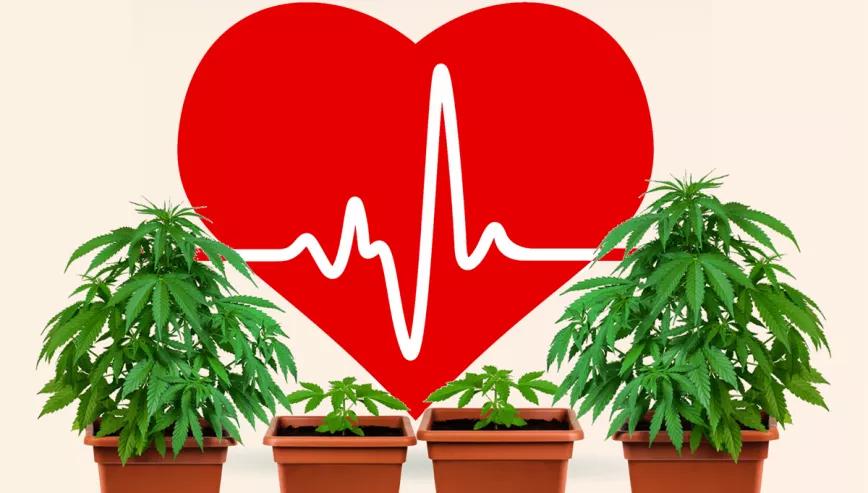 Estudio no encuentra relación entre el cannabis y los ataques al corazón