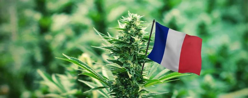 Comité francés impulsan la legalización del cannabis