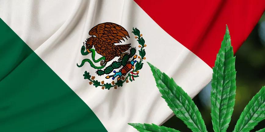 El Senado de México aprueba una regulación del cannabis muy criticada
