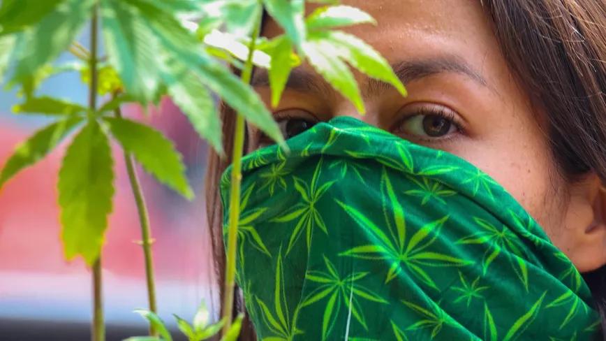 Advierten que la ley mexicana del cannabis puede criminalizar a indígenas y campesinos