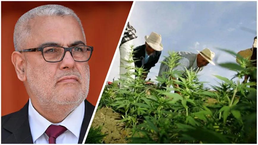 El proyecto marroquí de regulación provoca recelo entre los campesinos y disputas políticas