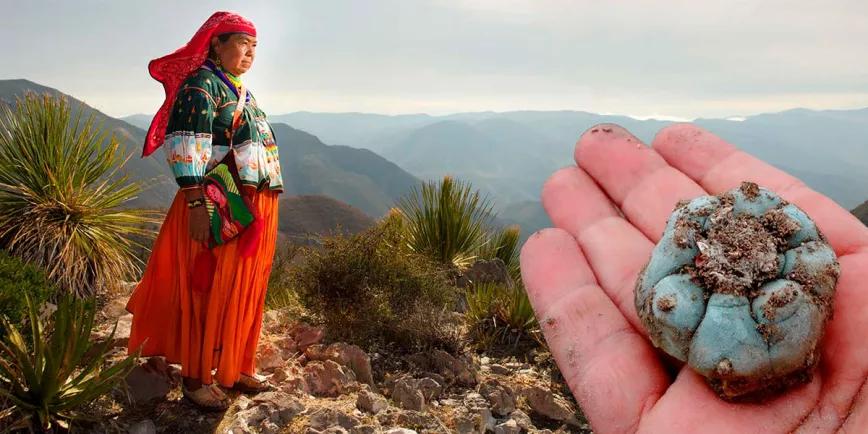 Líderes indígenas piden que no se despenalice el peyote en EE UU para protegerlo