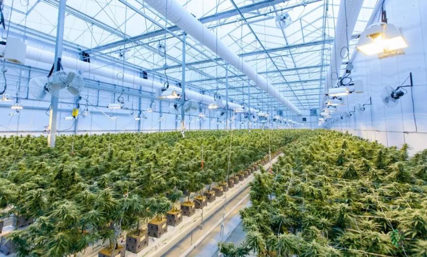 Ondara, la antigua fábrica de rosas, consigue la licencia para el cultivo de cannabis en Soria 