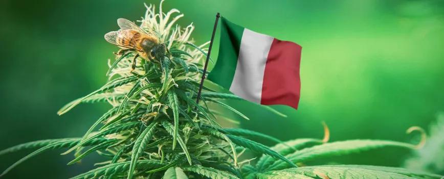 Un comité del Parlamento italiano aprueba un proyecto para legalizar el autocultivo de cannabis