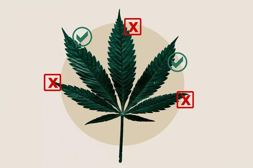 La subcomisión continúa enfatizando los riesgos del cannabis por encima de los beneficios