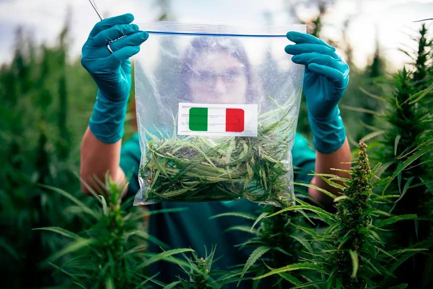 Italia se abre a la producción privada de cannabis medicinal