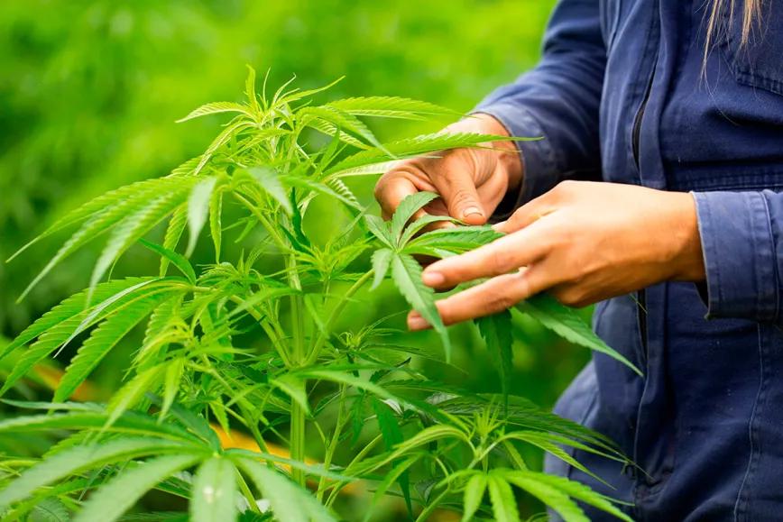 Marruecos importa las semillas de cannabis para los primeros cultivos medicinales 