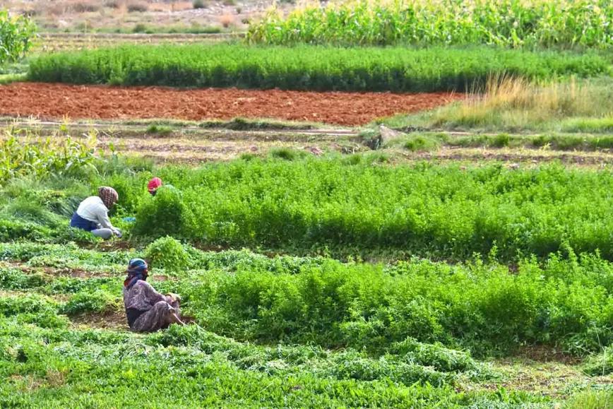 Los agricultores del cannabis en Marruecos siguen desconfiando de la legalización 