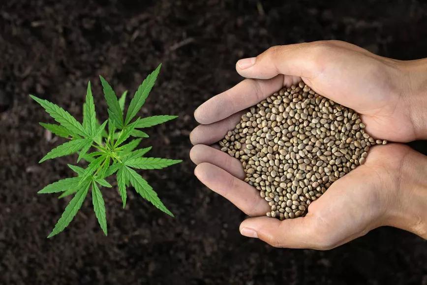 Argentina entrega las seis primeras licencia para producir cannabis legal 