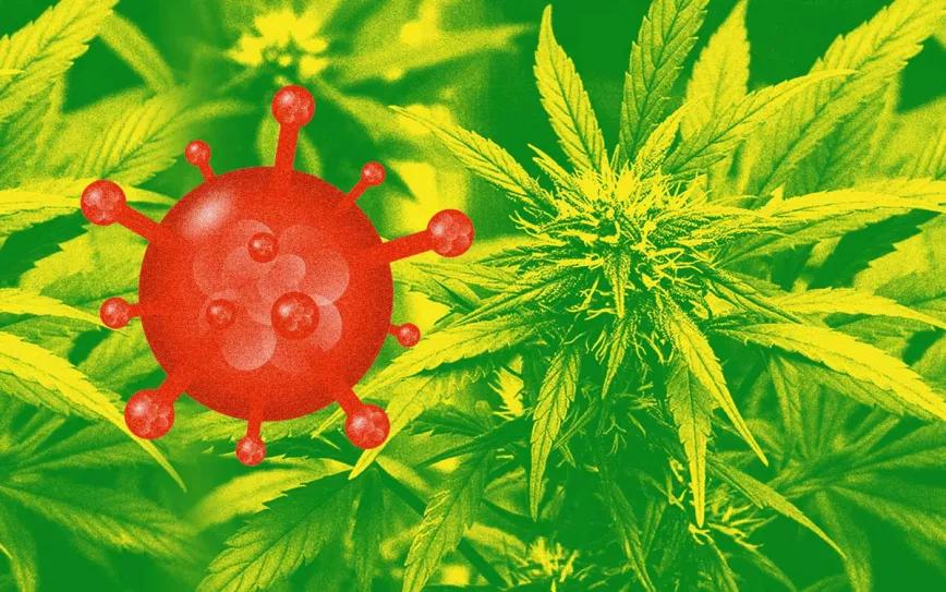 El cannabis evita el contagio del Covid-19 y sirve para el tratamiento de síntomas prolongados