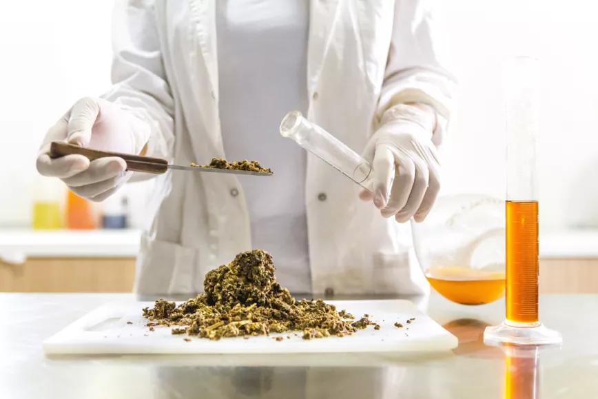 Argentina: realizan la primera competencia entre laboratorios de Sudamérica que analizan cannabis