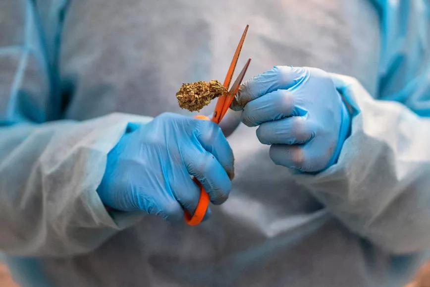 Uruguay: empresarios del cannabis medicinal exigen medidas al Gobierno para reactivar la industria
