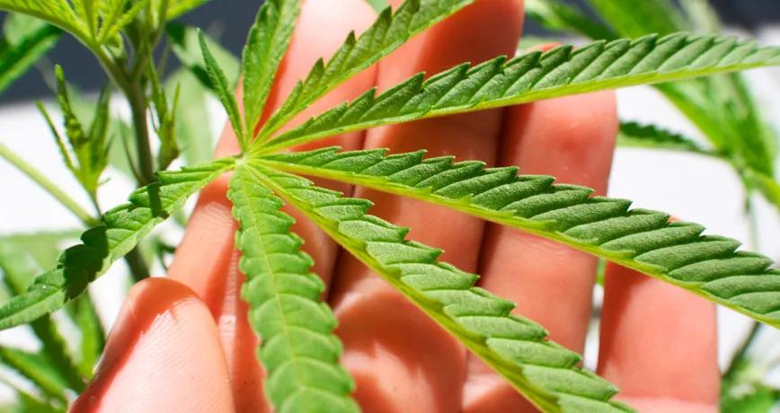 Científicos argentinos buscan desarrollar antioxidantes y antiinflamatorios a partir de las hojas de cannabis