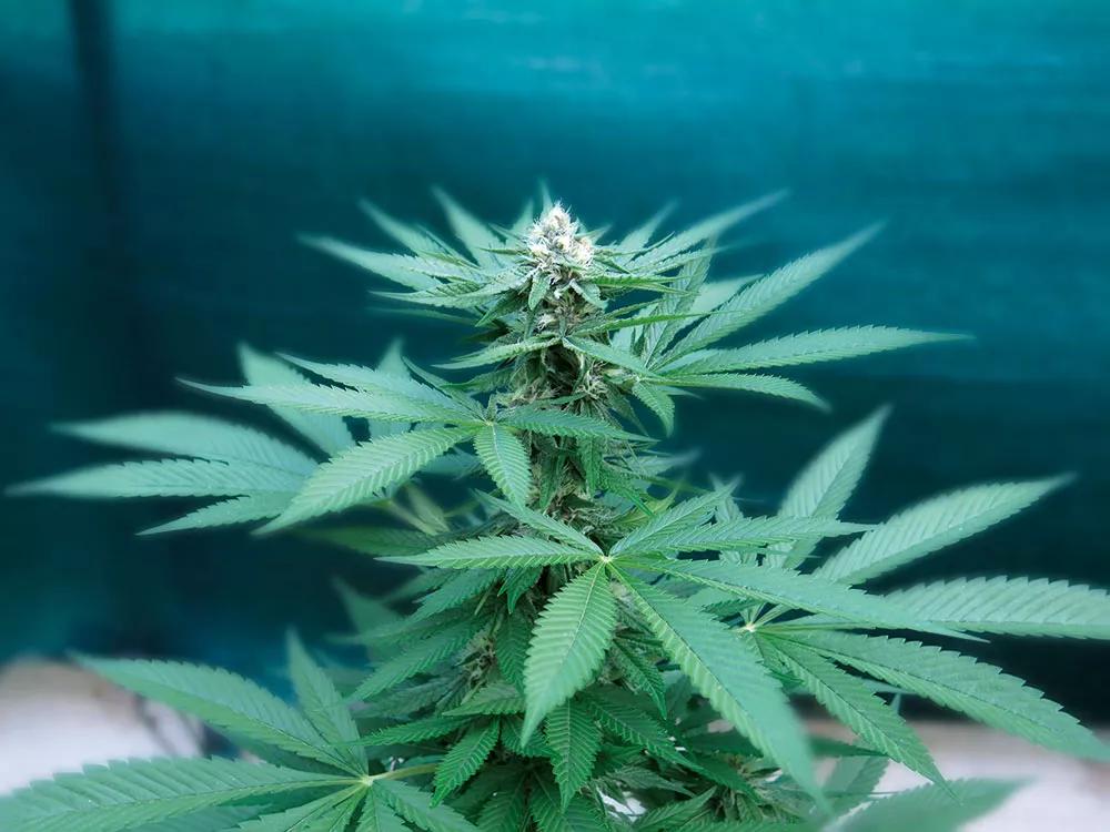 El sueño de todo cultivador primerizo es lograr un bonito cogollo de cannabis.