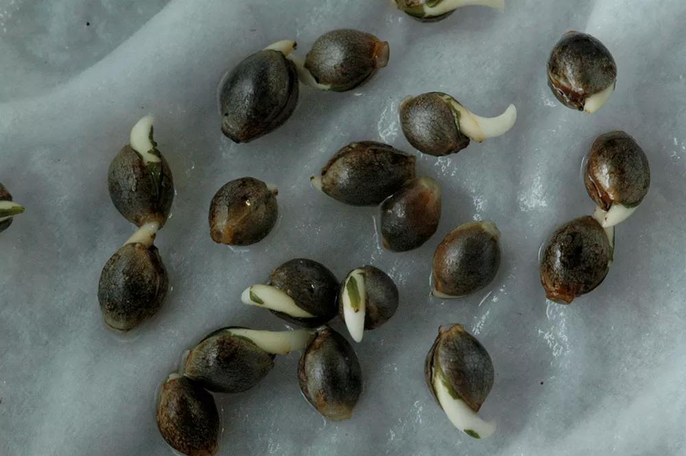 Las semillas se pueden germinar en servilletas húmedas, pero el riesgo de dañarlas es mayor. 