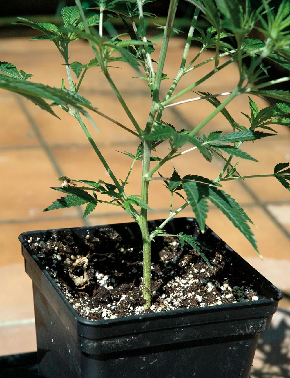 Se pueden mantener las plantas en macetas medianas durante unas semanas, pero luego conviene pasarlas a macetas mayores. 