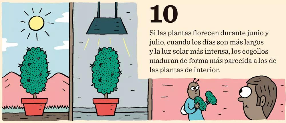 Cómo cosechar dentro de sesenta días o menos: doce pasos para controlar la floración 