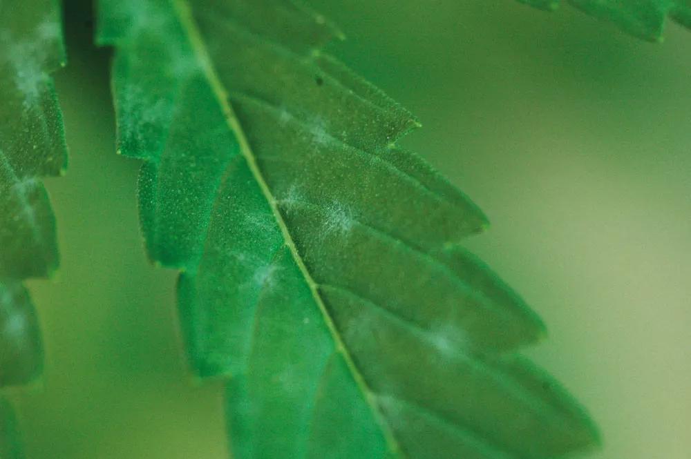 Primeros síntomas de oídio: elimina todas las hojas infectadas y fumiga con bicarbonato potásico inmediatamente. 
